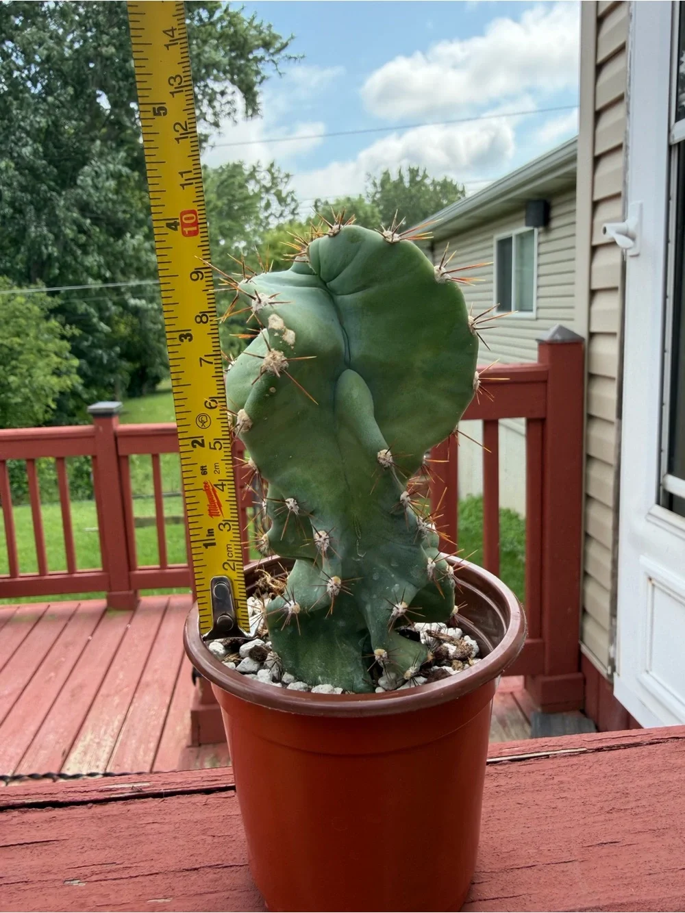 Spiral Cactus “Turbulence”